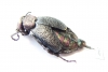Meloe variegata  Kazakhstan - INSECTS-STORE.RU