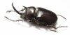 Megasoma pachecoi  Mexico 46mm - INSECTS-STORE.RU