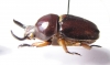 Didrepanephorus sp.  Vietnam - INSECTS-STORE.RU