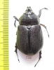 Heterogomphus mniszechi, male  Panama - INSECTS-STORE.RU