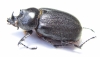 Heterogomphus mniszechi, male  Panama - INSECTS-STORE.RU