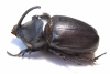 Oryctes gigas, male  Madagascar  69mm - INSECTS-STORE.RU