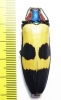 Chrysochroa buqueti  Malaysia - INSECTS-STORE.RU