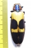 Chrysochroa buqueti  Malaysia - INSECTS-STORE.RU