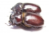 Blabephorus pinguis, pair  Malaysia - INSECTS-STORE.RU