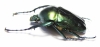 Jumnos ruckeri pfanneri  Malaysia 45mm - INSECTS-STORE.RU