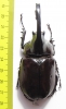 Augosoma centaurus  Cameroon 76mm - INSECTS-STORE.RU