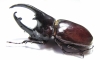 Augosoma centaurus  Cameroon 76mm - INSECTS-STORE.RU