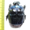 Coprophanaeus lancifer  Brasilia  40mm - INSECTS-STORE.RU
