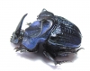 Coprophanaeus lancifer  Brasilia  40mm - INSECTS-STORE.RU