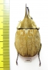 Spodistes grandis, male  Ecuador 39mm - INSECTS-STORE.RU