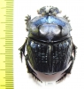 Coprophanaeus lancifer  Brasilia  40mm - INSECTS-STORE.RU