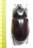 Scapanes australis  Indonesia, Papua - INSECTS-STORE.RU