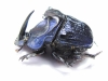 Coprophanaeus lancifer  Brasilia  40mm - INSECTS-STORE.RU