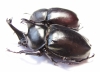 Allomyrina dichotomus, pair  Thailand  58mm - INSECTS-STORE.RU