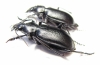 Calosoma maderae dsungaricum, pair  Russia, Astrakhan reg. - INSECTS-STORE.RU