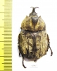 Allomyrina pfeifferi, male  Malaysia - INSECTS-STORE.RU