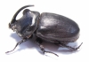 Oryctes gigas, male  Madagascar  69mm - INSECTS-STORE.RU