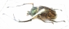 Cheirotonus perakanus, male  Malaysia  62mm - INSECTS-STORE.RU