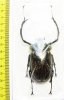 Cheirotonus perakanus, male  Malaysia  58mm - INSECTS-STORE.RU