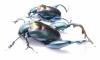 Sagra buqueti, pair  Malaysia - INSECTS-STORE.RU