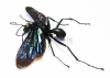 Hymenoptera sp.  Indonesia, Kalimantan - INSECTS-STORE.RU