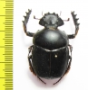 Scarabaeus proboscideus  South Africa Rep. - INSECTS-STORE.RU