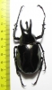 Chalcosoma moellenkampi  Malaysia, Borneo 67mm - INSECTS-STORE.RU