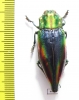 Cyphogastra javanica  Indonesia, Kei isl. - INSECTS-STORE.RU