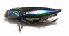 Cyphogastra calepyga  Indonesia, Kei isl. - INSECTS-STORE.RU