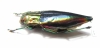 Cyphogastra javanica  Indonesia, Kei isl. - INSECTS-STORE.RU