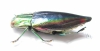 Cyphogastra javanica  Indonesia, Kei isl. - INSECTS-STORE.RU