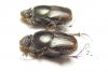 Onthophagus transcaspicus  Iran, Hormozgan prov. - INSECTS-STORE.RU
