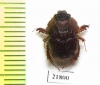 Neoathyreus languinosus  French Guiana - INSECTS-STORE.RU