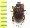 Neoathyreus languinosus  French Guiana - INSECTS-STORE.RU