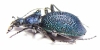 Carabus (Procerus) scabrosus caucasicus, male  Russia  45mm - INSECTS-STORE.RU