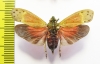 Enchophora ? leae  Peru - INSECTS-STORE.RU