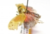 Enchophora ? leae  Peru - INSECTS-STORE.RU