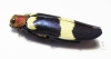 Chrysochroa buqueti  Thailand - INSECTS-STORE.RU