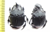 Sulcophanaeus faunus, pair  Peru 35mm - INSECTS-STORE.RU