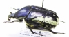Protaetia trojana ? godeti  Turkey, Van prov. - INSECTS-STORE.RU