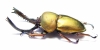 Lamprima adolphinae  Indonesia, Papua  49mm - INSECTS-STORE.RU