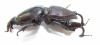 Hypocephalus armatus  Brasilia - INSECTS-STORE.RU