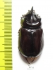 Strategus surinamensis  Colombia - INSECTS-STORE.RU