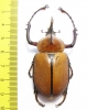 Golofa sp.  Peru  52mm - INSECTS-STORE.RU