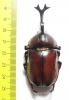 Allomyrina dichotomus tsunobosonis  Taiwan 66mm - INSECTS-STORE.RU