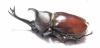 Allomyrina dichotomus tsunobosonis  Taiwan 66mm - INSECTS-STORE.RU