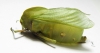 Bullacris sp.1  South Africa Rep. - INSECTS-STORE.RU
