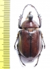 Golofa imperialis  Mexico 39mm - INSECTS-STORE.RU
