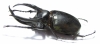 Chalcosoma atlas hesperus  Indonesia, Sulawesi  91mm - INSECTS-STORE.RU